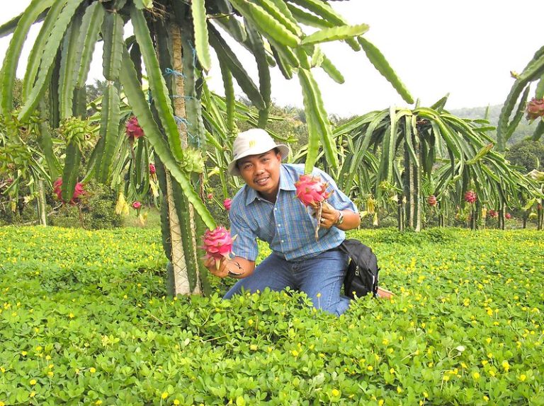 Superioritas Jambu Biji & Buah Naga sebagai Pangan Fungsional Lengkap