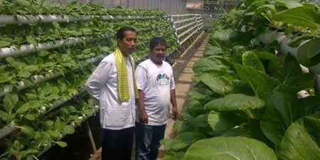 Jokowi : sebut petani Green House sebulan untung Rp 2,4 juta ..